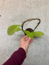 Load image into Gallery viewer, Hoya peninsularis 'Teddy Bear' 4"