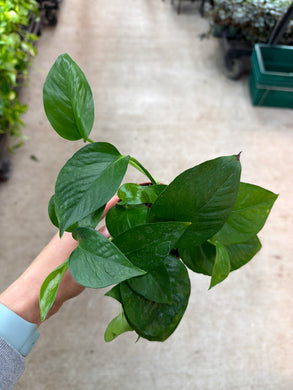 Epipremnum Jade 4
