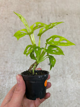 Load image into Gallery viewer, Monstera adansonii 'Neon Madonna' 2"
