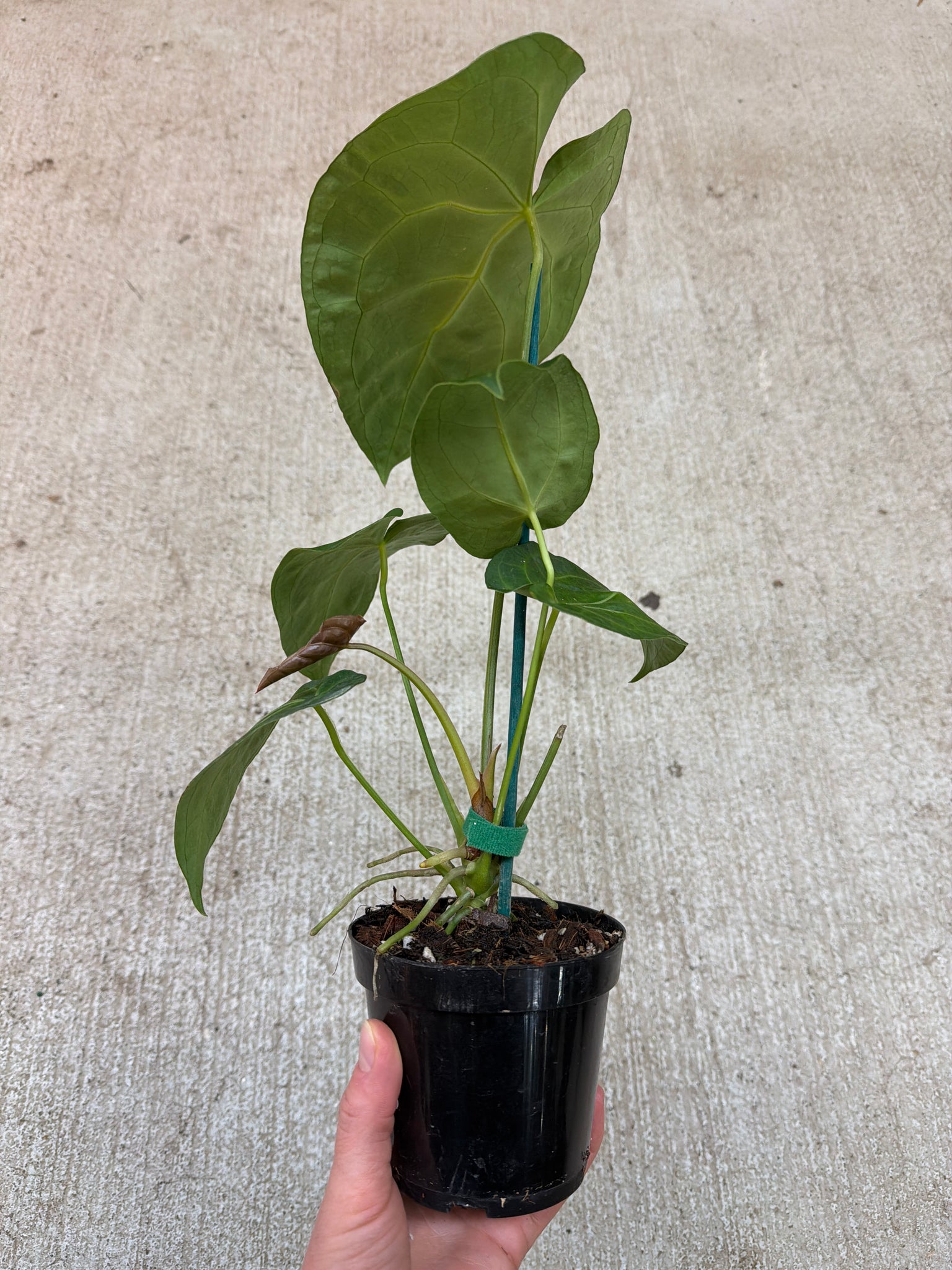 anthurium magnificum x forgetii Anthurium forgetii x magnificum 4" – Kent East Hill Nursery