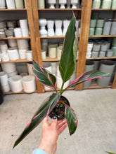 Load image into Gallery viewer, Musa Nono Pink 4" - Pink Banana Plant
