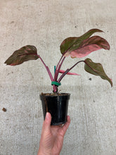 Load image into Gallery viewer, Philodendron Pink Princess Galaxy 4"