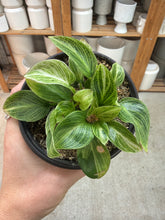 Load image into Gallery viewer, Philodendron White Measure 4"