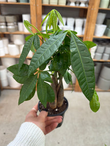 buy money tree plant Pachira Aquatica 4"