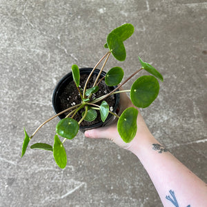 Pilea peperomioides 4" - Chinese Money Plant