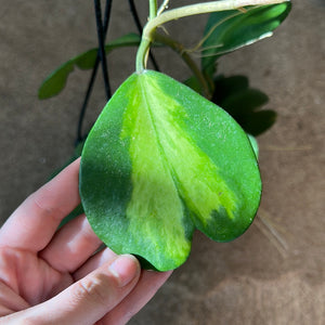 Hoya kerrii reverse variegata 6"HB