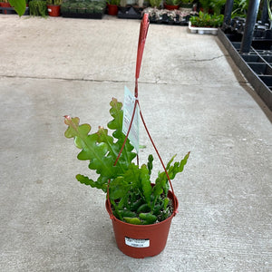 Epiphyllum anguliger 6" - Ric Rac Cactus