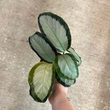 Load image into Gallery viewer, Calathea Picturata 4&quot;