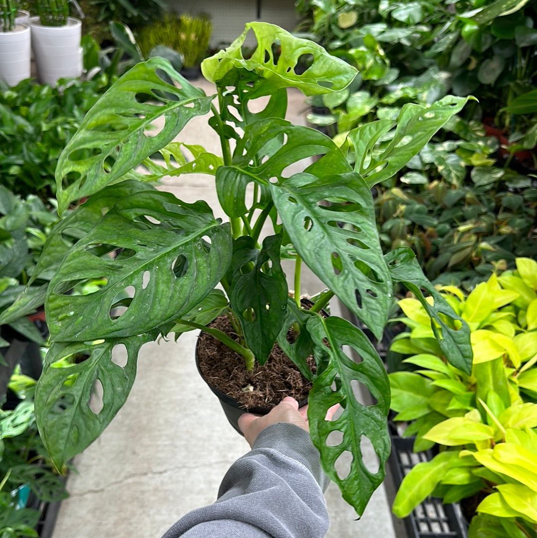 monstera narrow leaf adansonii Monstera Adansonii 6"