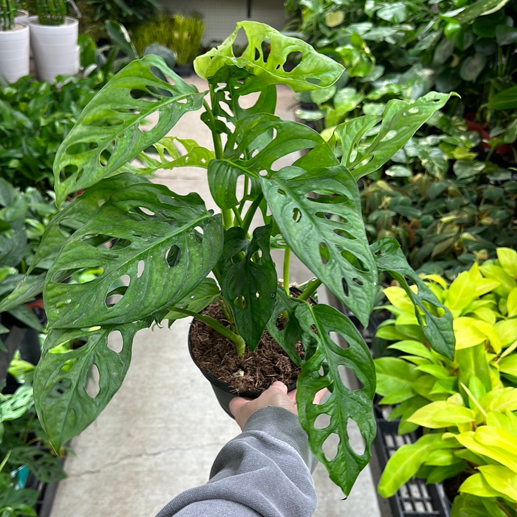 narrow leaf monstera adansonii Monstera Adansonii 6"