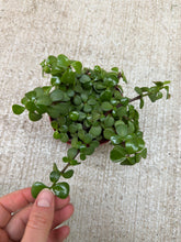 Load image into Gallery viewer, Portulacaria afra 4" - Elephant Bush