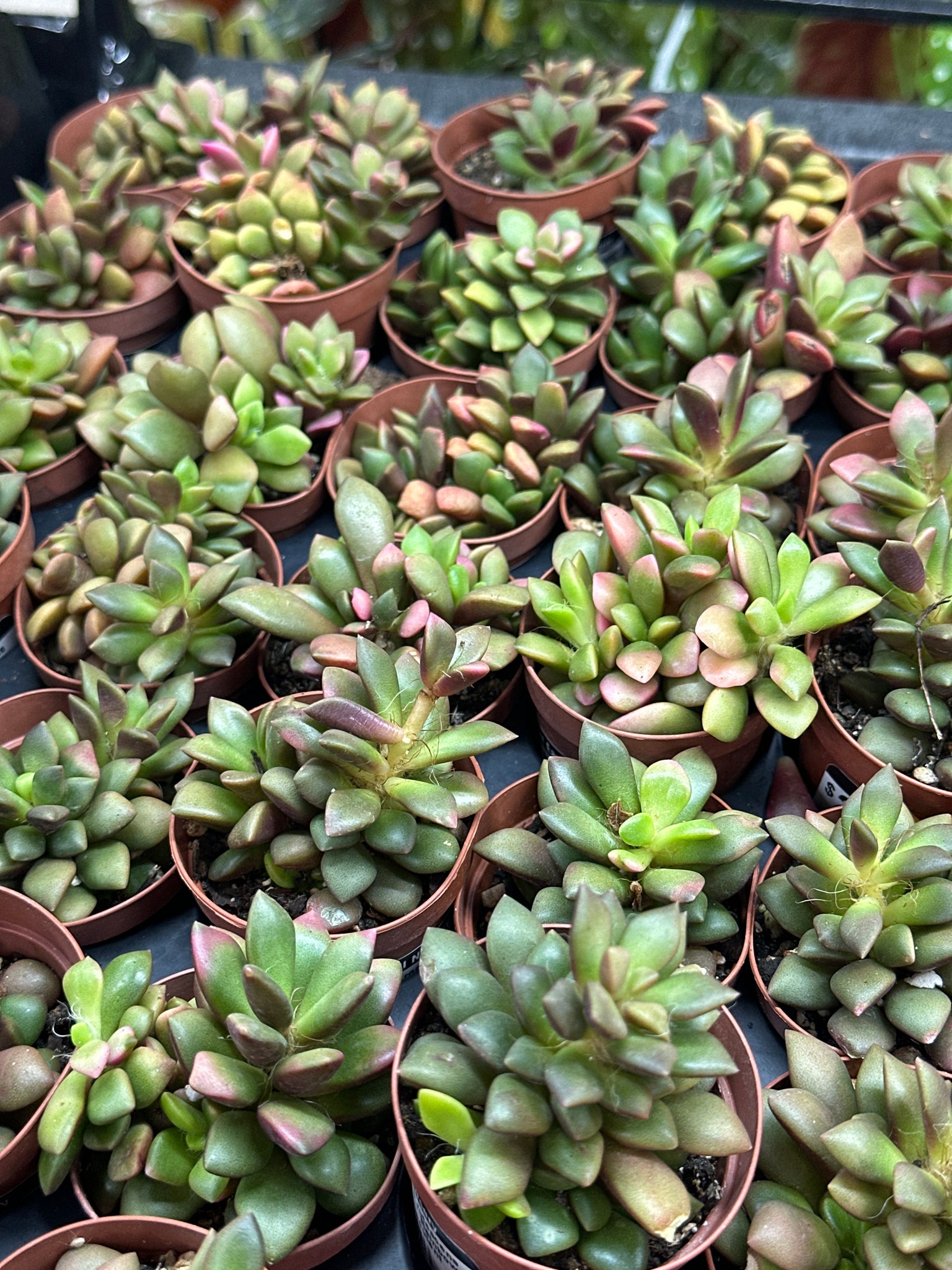 succulence 2 Anacampseros rufescens variegata 2"