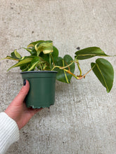 Load image into Gallery viewer, Philodendron Rio 4"