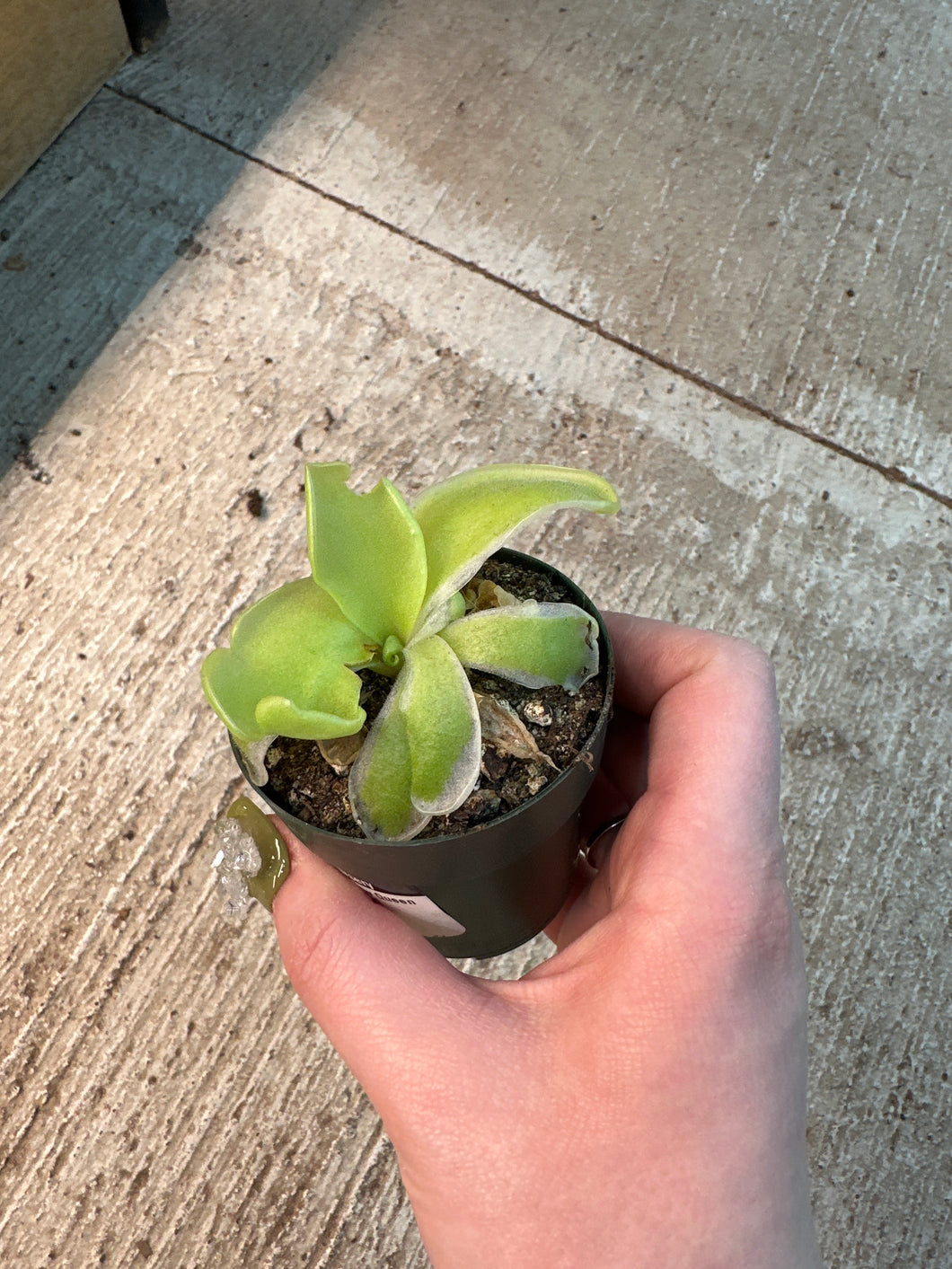 Pinguicula Snow Queen 2