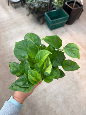 Epipremnum aureum 'Global Green' 4