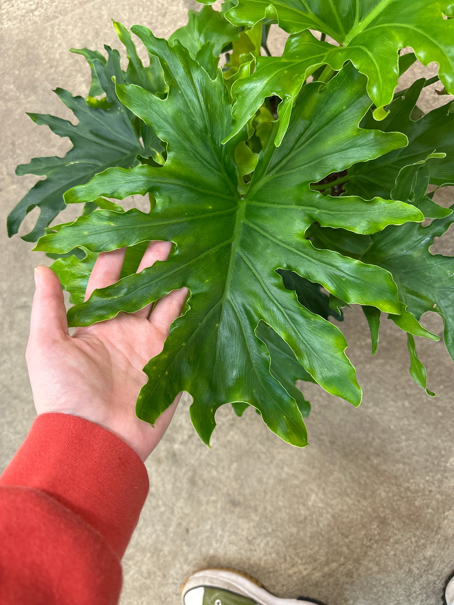 philodendron enzie Philodendron Enzi 8" – Kent East Hill Nursery