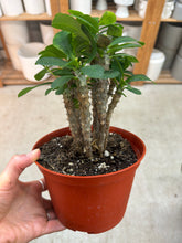 Load image into Gallery viewer, Euphorbia milii 6" - Crown of Thorns