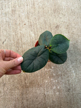 Load image into Gallery viewer, Alocasia Hami Melo 4&quot;