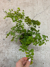 Load image into Gallery viewer, Adiantum sp. 4" - Maidenhair Fern