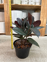 Load image into Gallery viewer, Ficus decora 'Burgundy' 8" - Burgundy Rubber Tree