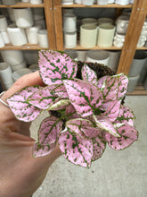 Load image into Gallery viewer, Hypoestes phyllostachya 2.25" - Polka Dot Plant