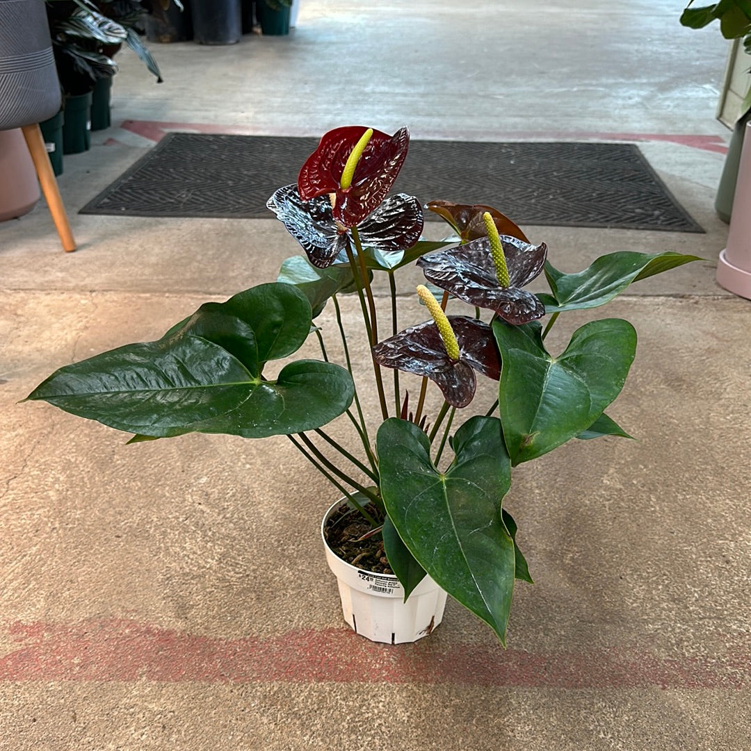choco anthurium Anthurium sempre Chocolate Red 6"