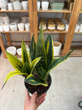 Load image into Gallery viewer, Sansevieria Golden Flame 6" - Snake Plant