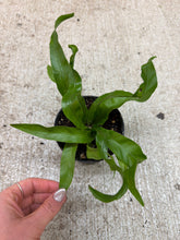 Load image into Gallery viewer, Victoria Birds Nest 4" - Fern