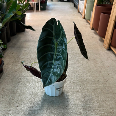 Alocasia Watsoniana 6