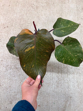 Load image into Gallery viewer, Philodendron Orange Princess Galaxy 4"