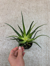 Load image into Gallery viewer, Aloe Solar Flare 4"