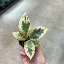 Load image into Gallery viewer, Ficus elastica &#39;Shivereana&#39;  2&quot; - Rubber Tree