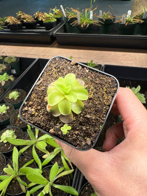 Pinguicula Razzberry Blonde - Butterwort