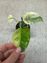 Load image into Gallery viewer, Monstera White Monster 2"