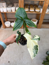 Load image into Gallery viewer, Syngonium Albo Podophyllum 4"
