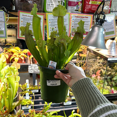 Nepenthes sp. 6