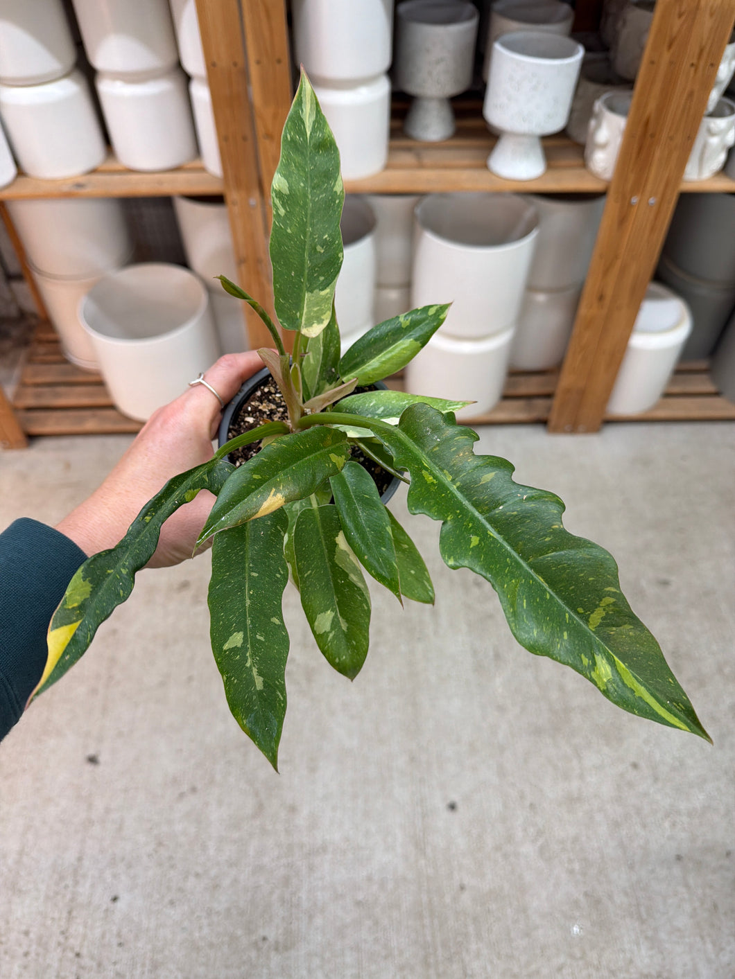 Philodendron Ring of Fire 4