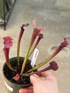 Sarracenia 4"