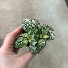 Load image into Gallery viewer, Fittonia &#39;White Tiger&#39; 2&quot; - Nerve Plant