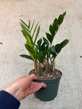 Load image into Gallery viewer, Zamioculcas zamiifolia 6&quot; - ZZ Plant
