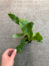 Load image into Gallery viewer, Microsorum musifolium ‘Crocodyllus’ 2&quot; - Crocodile Fern