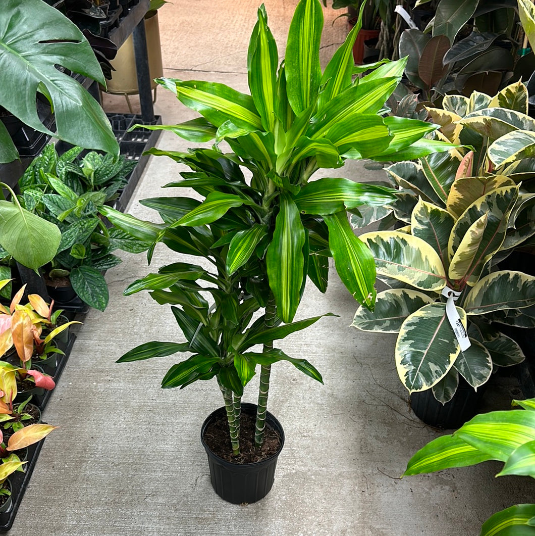 dracaena cintho height Dracaena Cintho Cane 8" – Kent East Hill Nursery