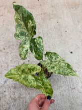 Load image into Gallery viewer, Alocasia odora 'Batik' 4" - Elephant Ear