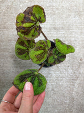 Load image into Gallery viewer, Begonia masoniana 4" - Iron Cross Begonia