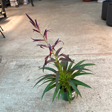 Bromeliad Tillandsia 4