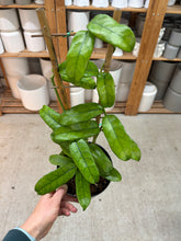 Load image into Gallery viewer, Hoya globulosa 6" - Wax Plant