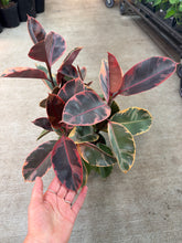 Load image into Gallery viewer, Ficus &#39;Ruby&#39; 6&quot; - Ruby Rubber Plant