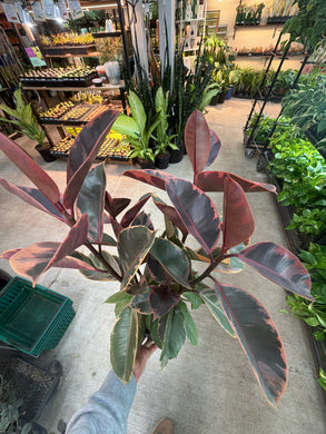 Ficus 'Ruby' 6