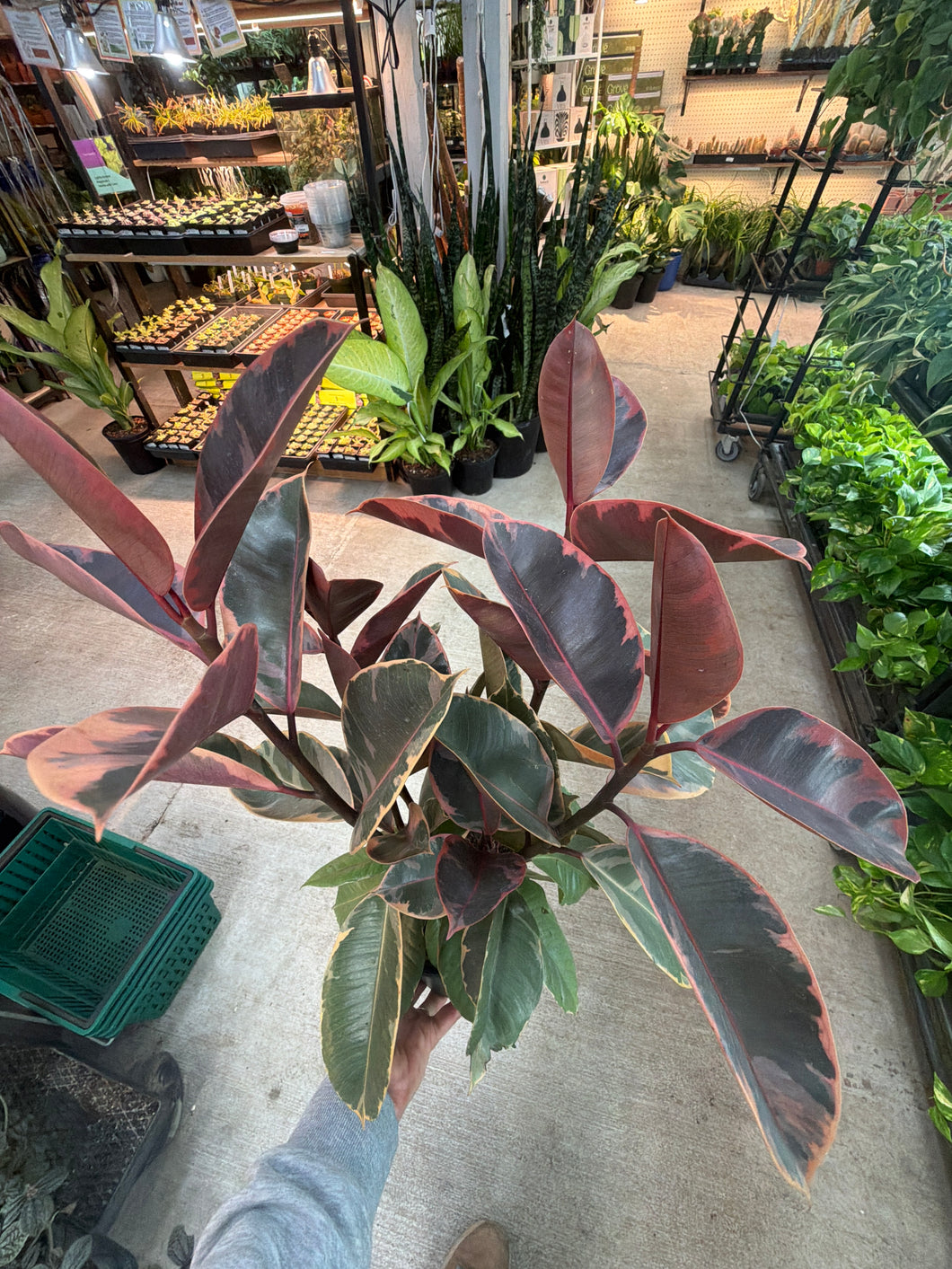 Ficus 'Ruby' 6