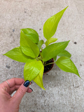 Load image into Gallery viewer, Epipremnum aureum neon 4" - Pothos